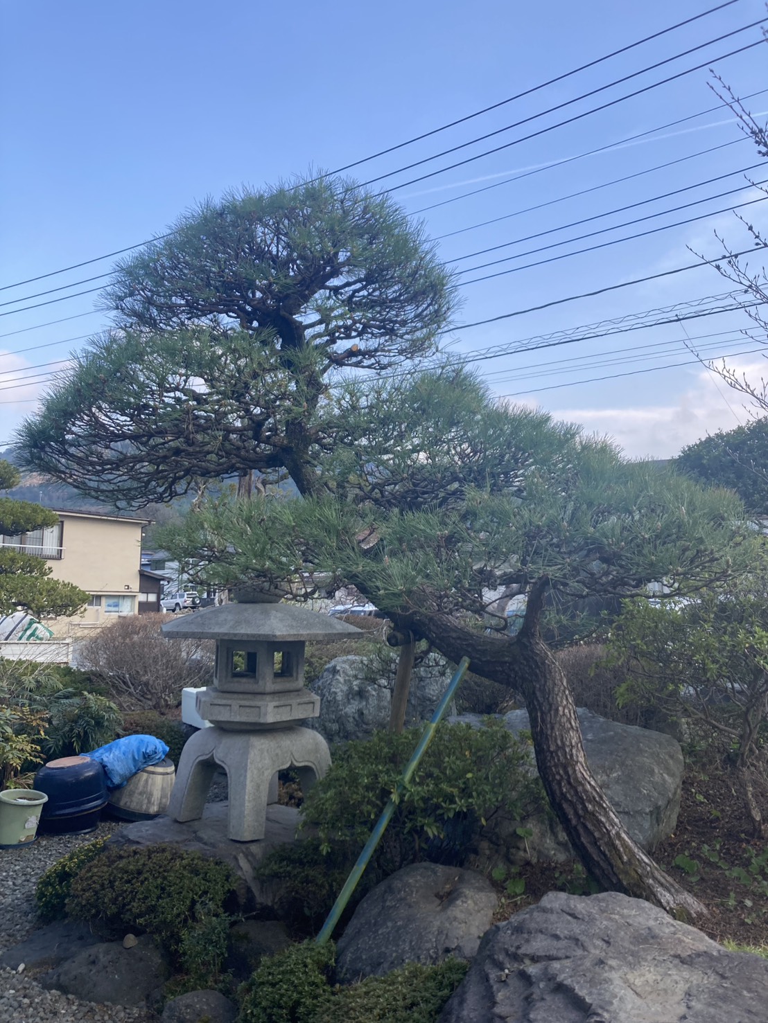 剪定後の黒松、枯れ枝を丁寧に取り除き、内部に光と風がしっかり入るよう枝の整理が行われている