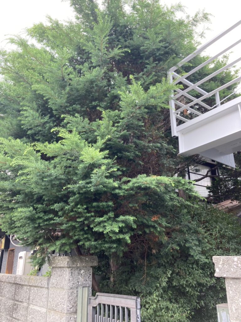 剪定前のイチイの木。ご依頼のあった不動産会社の敷地から道路へはみ出している。