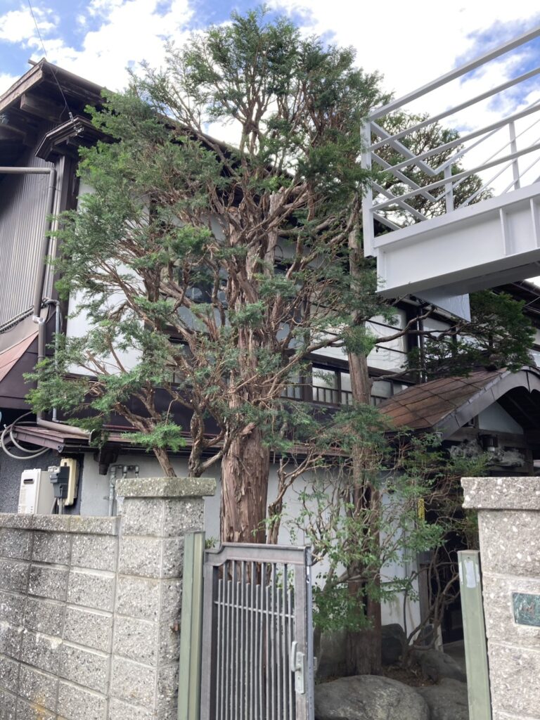 剪定後のイチイの木。ご依頼のあった不動産会社の敷地からはみ出していた部分を綺麗に剪定してある。