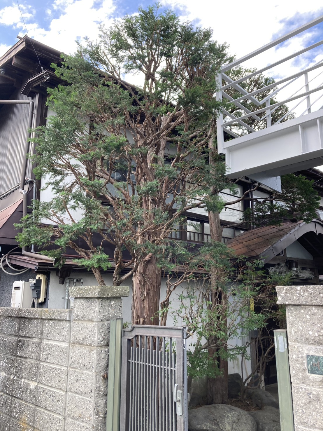 剪定後のイチイの木。ご依頼のあった不動産会社の敷地からはみ出していた部分を綺麗に剪定してある。