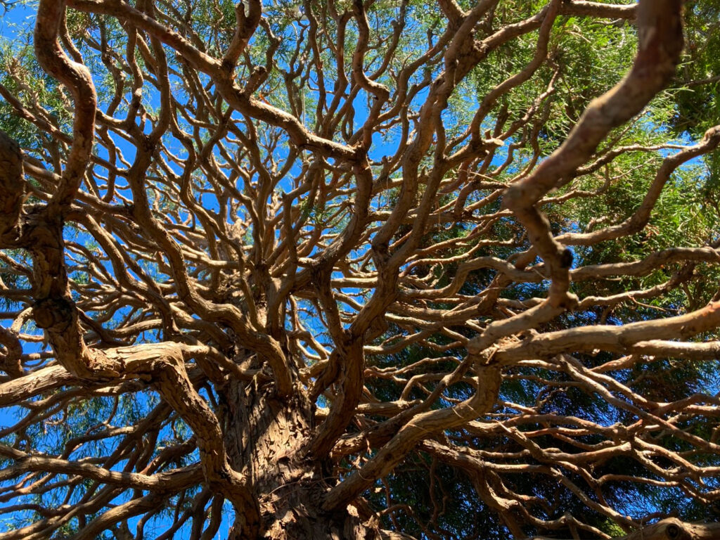 剪定後のイトヒバの木を下から見ており、光が差し込んできている。