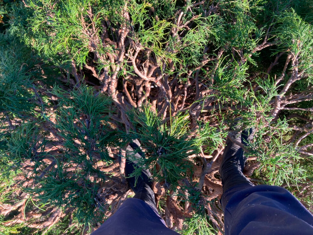 剪定後のイトヒバに乗った足場。葉を剪定しスッキリした見た目になっている