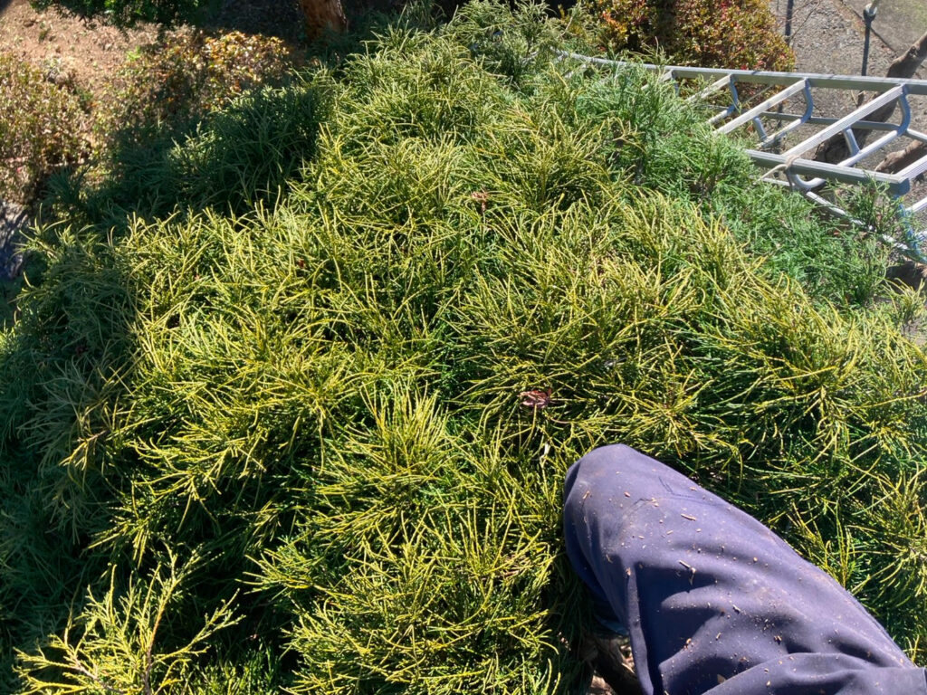 剪定前のイトヒバに乗った足場。葉が生い茂りモコモコしている