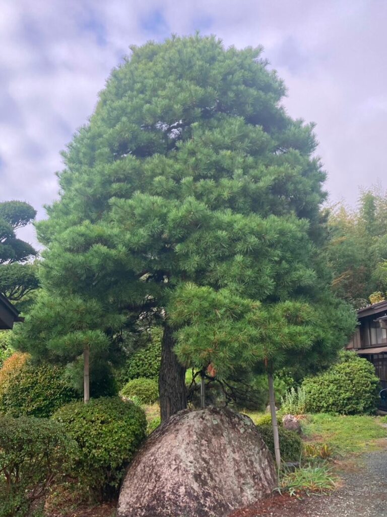 剪定前の巨大赤松。モコモコが素晴らしい。