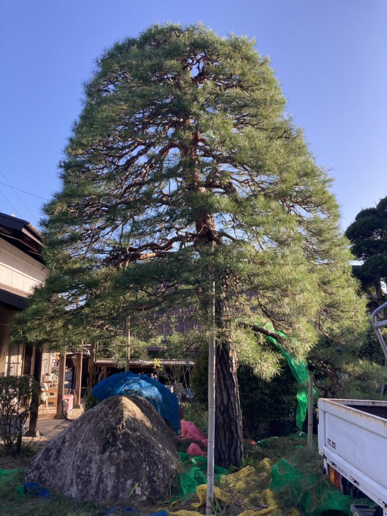 剪定後の巨大赤松。全体が軽く感じられ爽やかさが出ている