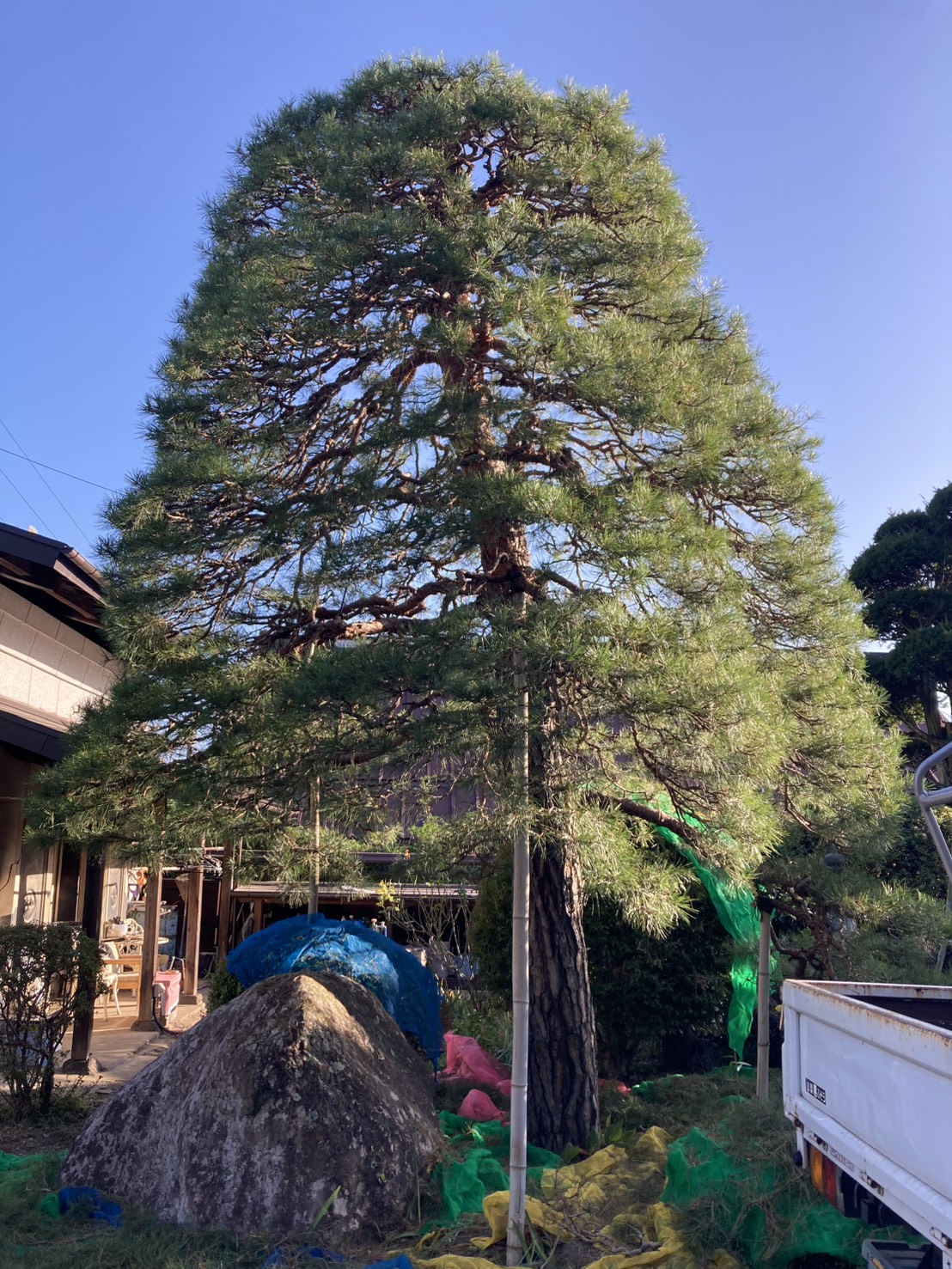 剪定後の巨大赤松。全体が軽く感じられ爽やかさが出ている